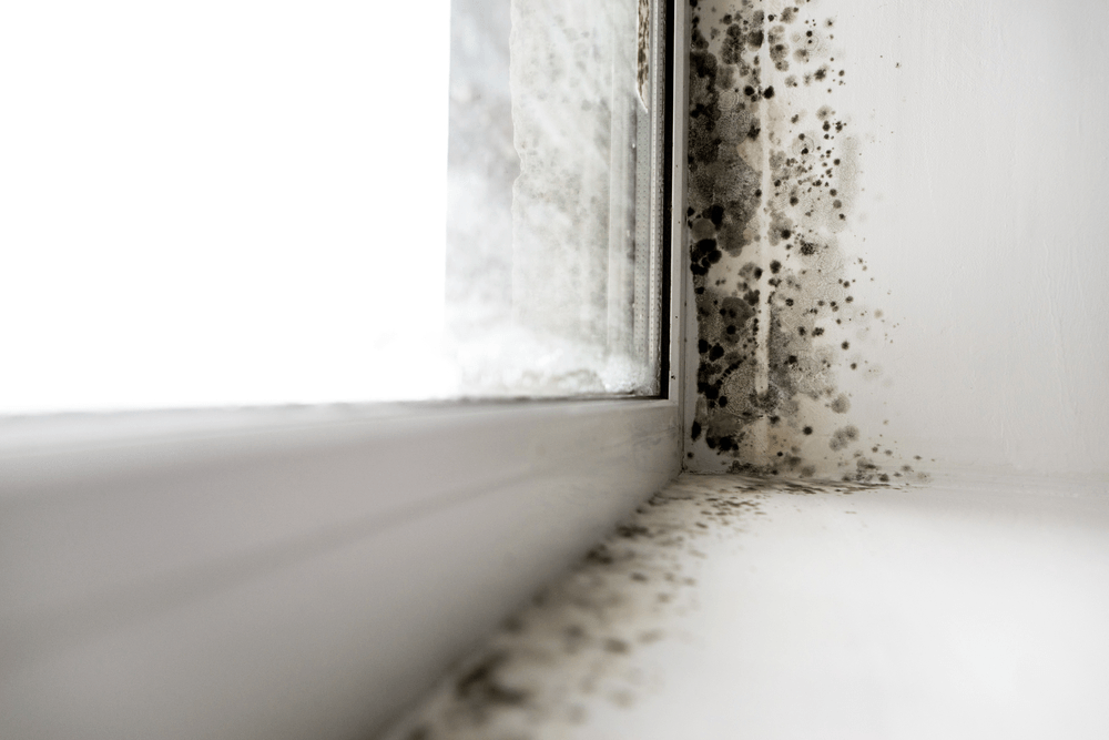 Condensation damp